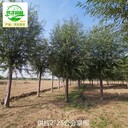 重慶彭水旱柳產(chǎn)地供應(yīng)