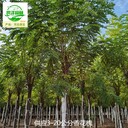 河南鶴壁香花槐基地,紫花槐