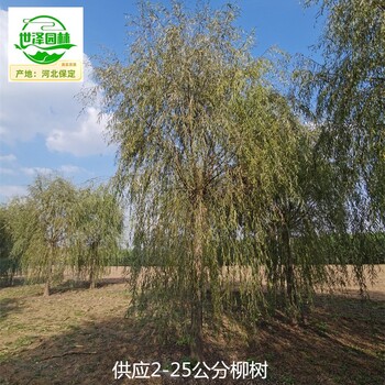 河北石家莊柳樹(shù)苗木基地