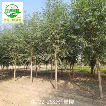 甘肅甘南旱柳樹苗供應(yīng),直柳