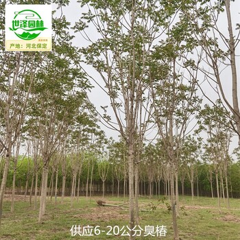17公分臭椿樹苗批發