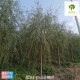 内蒙古柳树基地出售,垂柳树产品图