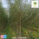 2公分垂柳树,青皮垂柳产品图