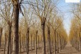 15公分金丝垂柳苗木,景观价值高
