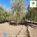 12公分垂柳苗圃價(jià)格,青皮垂柳