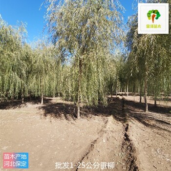 12公分垂柳苗圃價格,青皮垂柳
