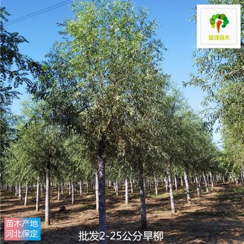 6公分旱柳廠家出售,現(xiàn)挖現(xiàn)賣