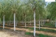 6公分垂柳产地供应,树形美观