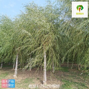 江西柳樹產(chǎn)地價(jià)格,垂柳樹