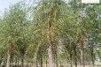 6公分金丝垂柳树出售,景观价值高