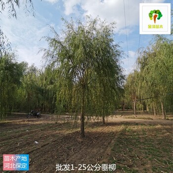 6公分垂柳苗圃基地,青皮垂柳