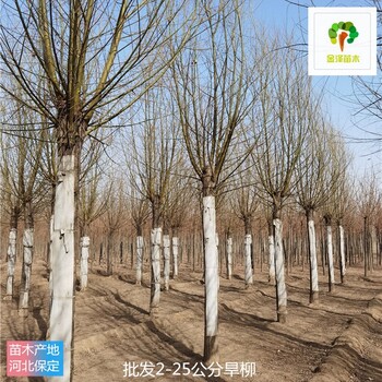 18公分旱柳苗圃報價,青皮柳樹