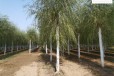18公分垂柳树供应,树形美观