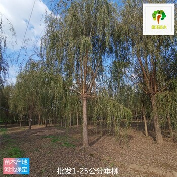 15公分垂柳苗木價(jià)格,青皮垂柳