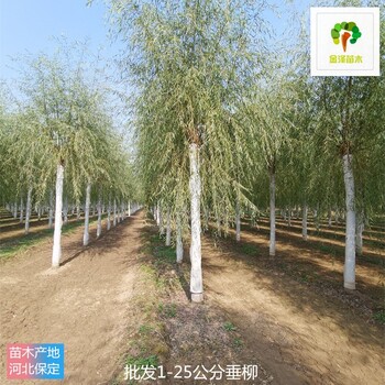 2公分垂柳樹價格,樹形美觀