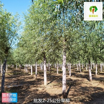 旱柳苗木基地,現(xiàn)挖現(xiàn)賣