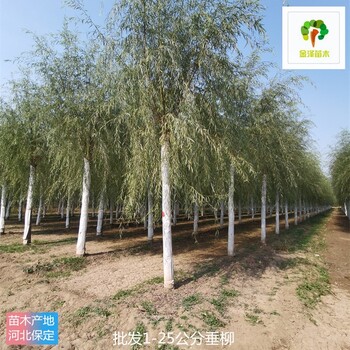 8公分垂柳樹,青皮垂柳