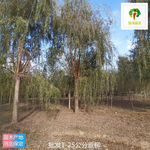 6公分垂柳苗圃供应,树形美观