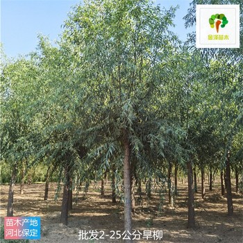2公分旱柳產(chǎn)地價(jià)格,青皮柳樹(shù)