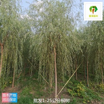 江西柳樹產(chǎn)地價(jià)格,垂柳樹