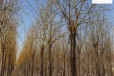 20公分金丝垂柳苗木,景观价值高