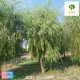 内蒙古柳树苗木出售,垂柳树产品图