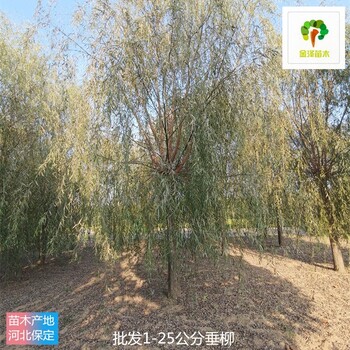 垂柳廠家出售,青皮垂柳