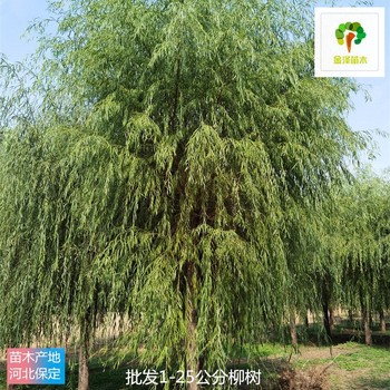 江西柳樹產(chǎn)地價(jià)格,垂柳樹