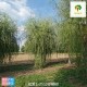 上海柳树苗木报价,垂柳树产品图
