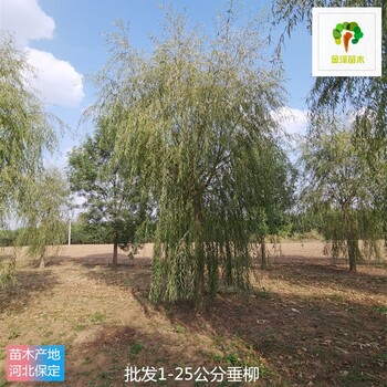 2公分垂柳苗木基地,樹形美觀