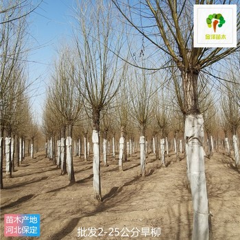 15公分旱柳,現挖現賣
