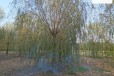 12公分垂柳苗木供应,树形美观