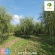 内蒙古柳树出售,垂柳树产品图