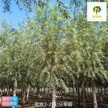 18公分旱柳苗圃報價,青皮柳樹