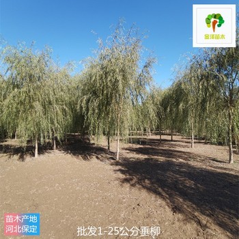 2公分垂柳苗木基地,樹形美觀