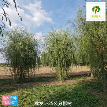 河南柳树苗圃批发