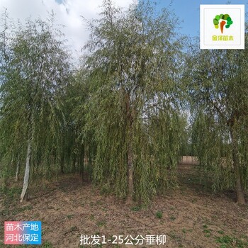 14公分垂柳樹苗出售,青皮垂柳