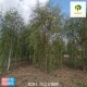 18公分垂柳树,青皮垂柳产品图