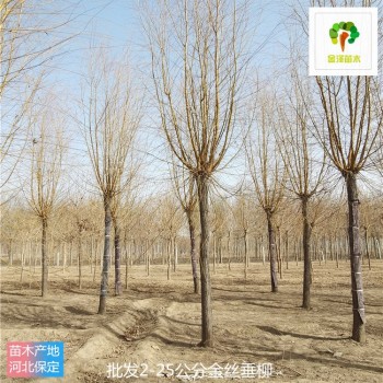 6公分金絲垂柳苗木出售,景觀價(jià)值高