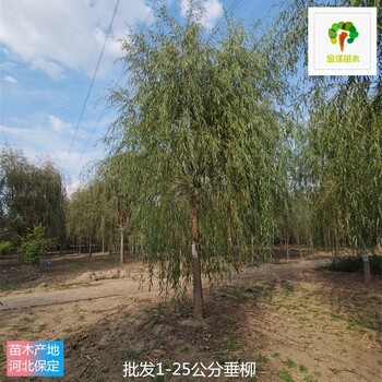 3公分垂柳苗圃基地,树形美观