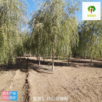 2公分垂柳樹價格,樹形美觀
