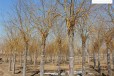 6公分金丝垂柳树供应,景观价值高