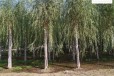 18公分垂柳苗木,树形美观