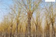 15公分金丝垂柳树价格,景观价值高