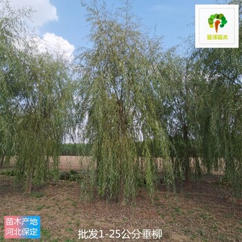 20公分垂柳價格,青皮垂柳