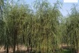 内蒙古柳树产地供应,垂柳树