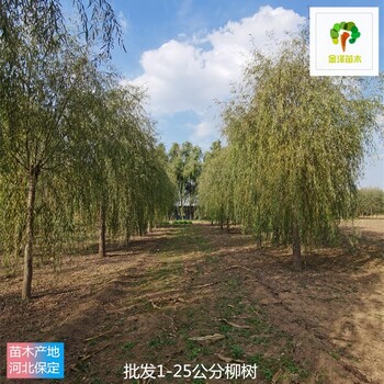 湖南柳樹苗木供應(yīng)