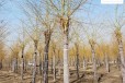 15公分金丝垂柳树供应,景观价值高