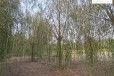 8公分垂柳苗木基地,树形美观