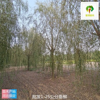 新疆烏魯木齊垂柳樹(shù)苗報(bào)價(jià),青皮垂柳